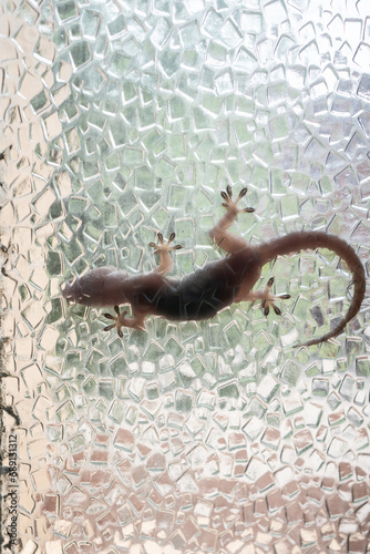 Low part body of lizard looking from transparent window.