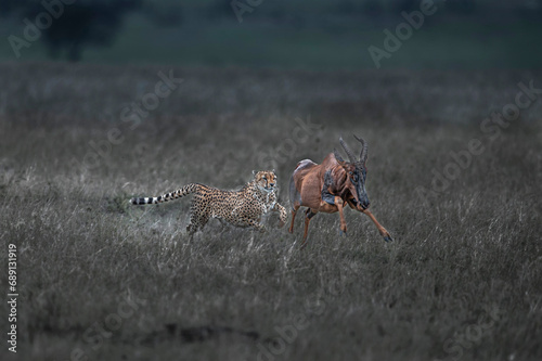 Cheetah hunting 