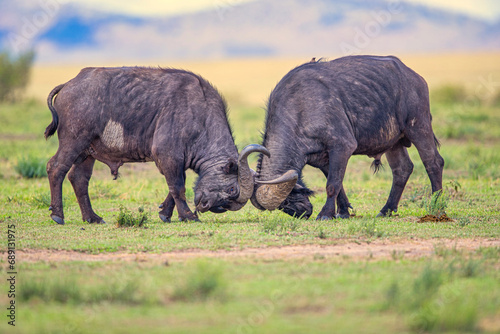 buffalos are fighting