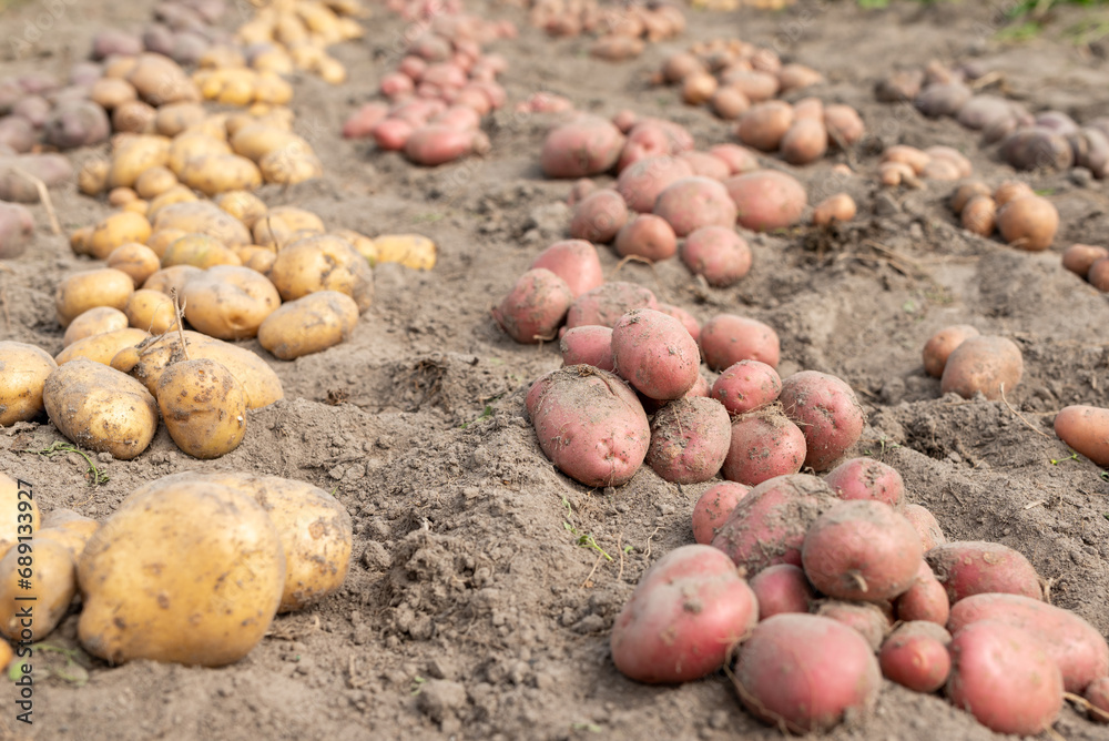 Rows of fresh digged out the ground potato in the garden. Harvest of potato on private garden Rows of fresh digged out the ground potato in the garden. Harvest of potato on private garden