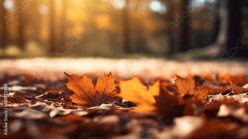 Orange maple leaves on the ground