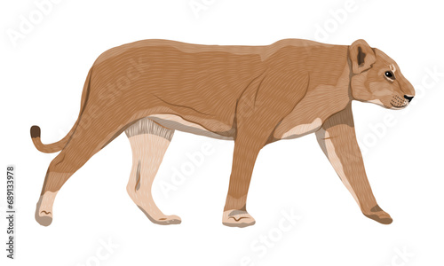 African lioness side view. Realistic vector animal