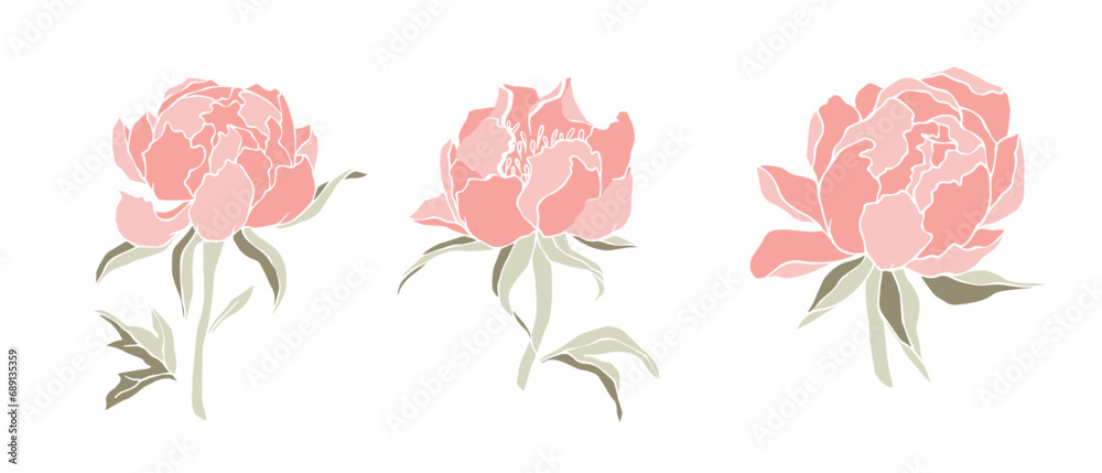 Set of peony flowers and buds. Vector graphics.