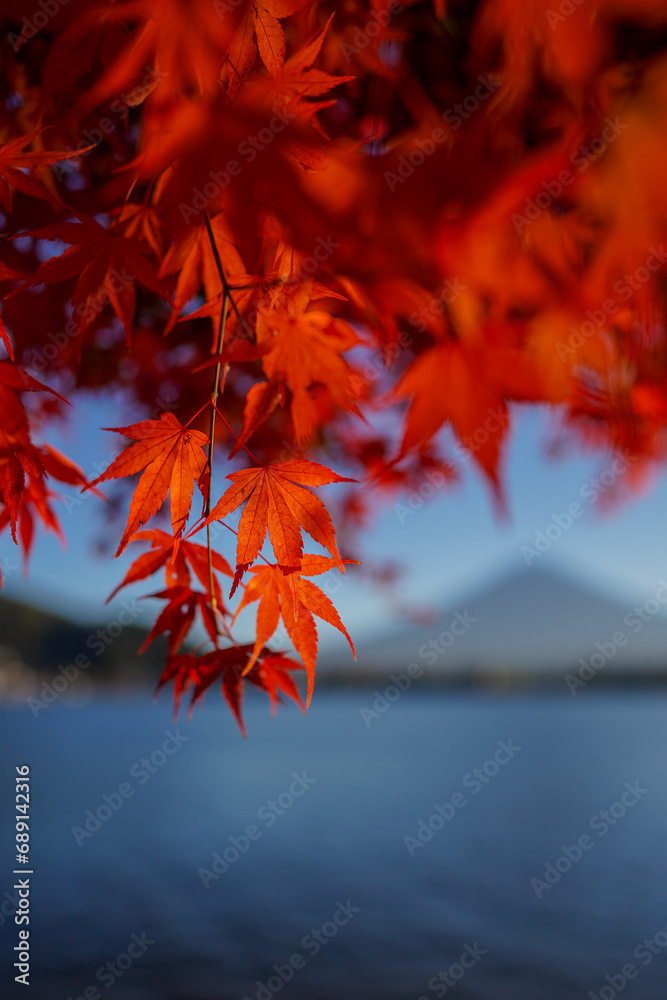 Selective focus of beautiful autumn leaves with view of Mount Fuji in Lake Kawaguchi Selective focus of beautiful autumn leaves with view of Mount Fuji in Lake Kawaguchi