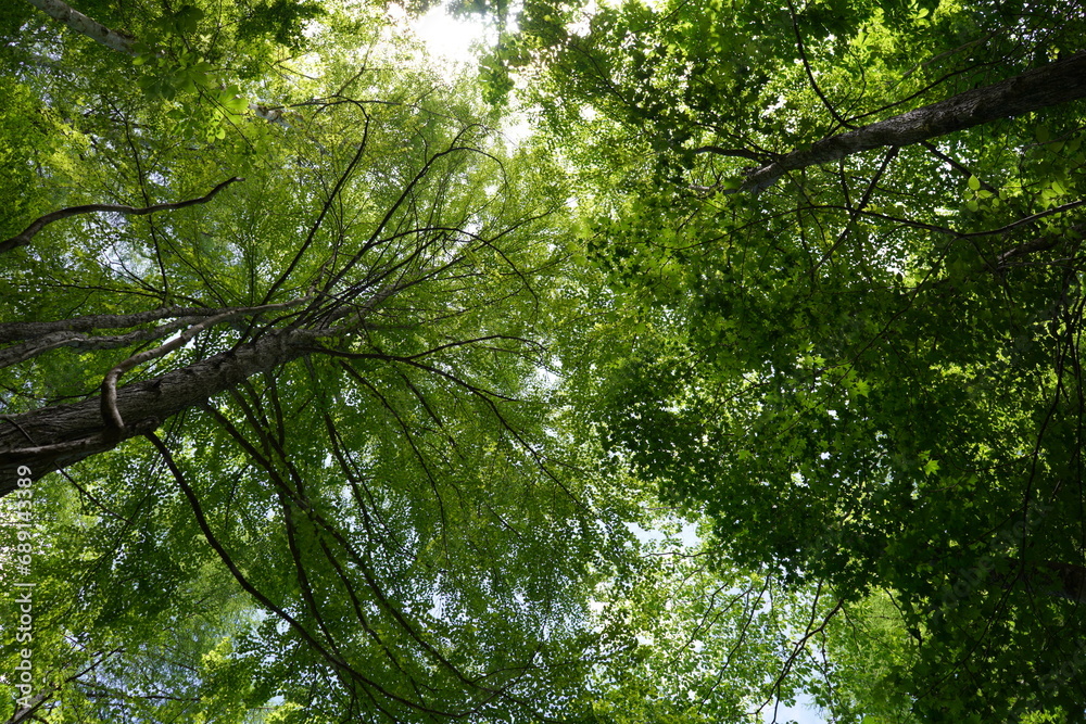 長野県のパワースポット、分杭峠の風景