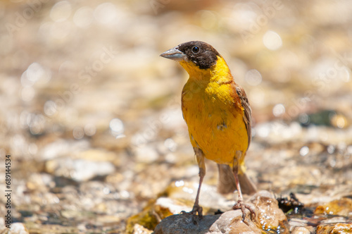 Black-headed Bunting (Emberiza melanocephala) on a stone in the stream.