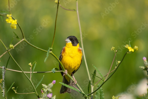 Black-headed Bunting (Emberiza melanocephala) among yellow and purple flowers. photo