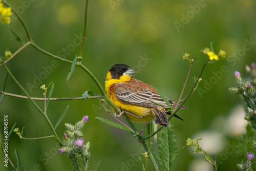 Black-headed Bunting (Emberiza melanocephala) among yellow and purple flowers.