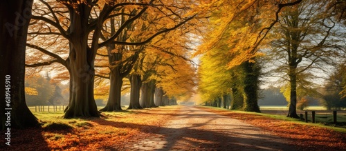 Autumn at Longleat in Wiltshire a heavenly sight with trees Copy space image Place for adding text or design © vxnaghiyev