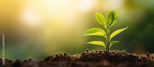 Morning light and green nature background with a young plant symbolizing new life growth ecology business financial progress and Earth Day Copy space image Place for adding text or design