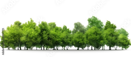 Isolated green trees on white background in a row Copy space image Place for adding text or design photo