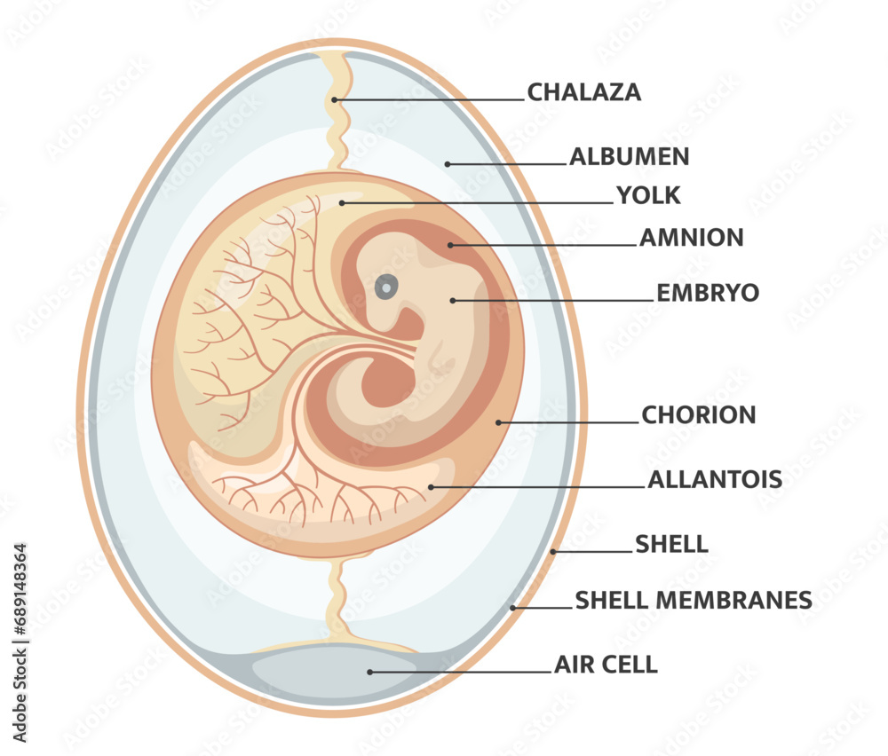 Embryo Labed Reptile embryo and egg anatomy. Vector illustration and PNG on ...