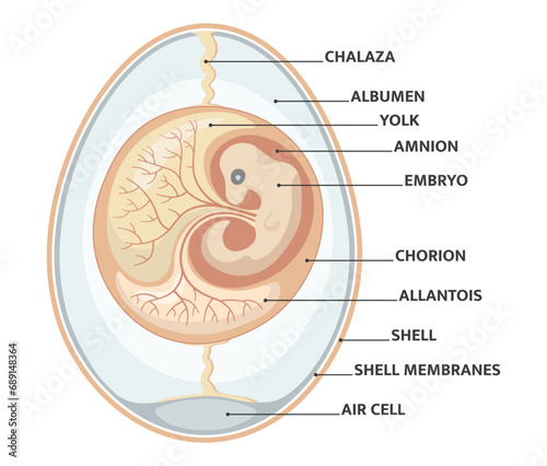 Reptile embryo and egg anatomy. Vector illustration and PNG on transparent background.