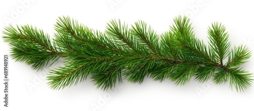 Green spruce branch isolated on white background seen from above Copy space image Place for adding text or design photo