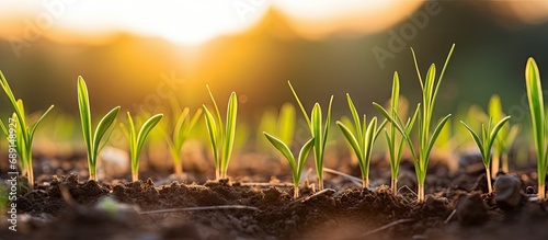 Growing in field green wheat sprouts Field with rye sprouting at sunset Copy space image Place for adding text or design photo