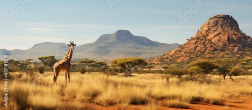 Giraffe panorama in African Savannah with geological butte Entabeni Safari Reserve South Africa Copy space image Place for adding text or design photo
