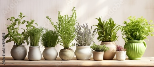 Herbs for garden or windowsill planting idea home growing Copy space image Place for adding text or design