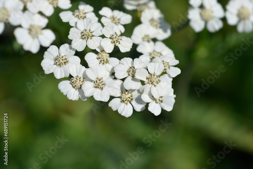White Beauty Yarrow flowers