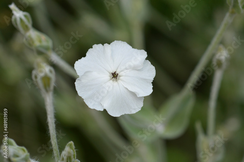 White Rose campion flower photo