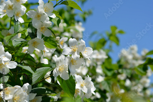 Sweet mock orange flowers