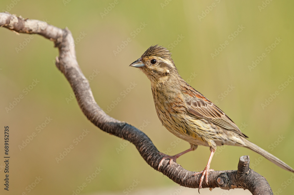 Fototapeta premium Cirl Bunting (Emberiza cirlus) on a tree branch. Blurred background.