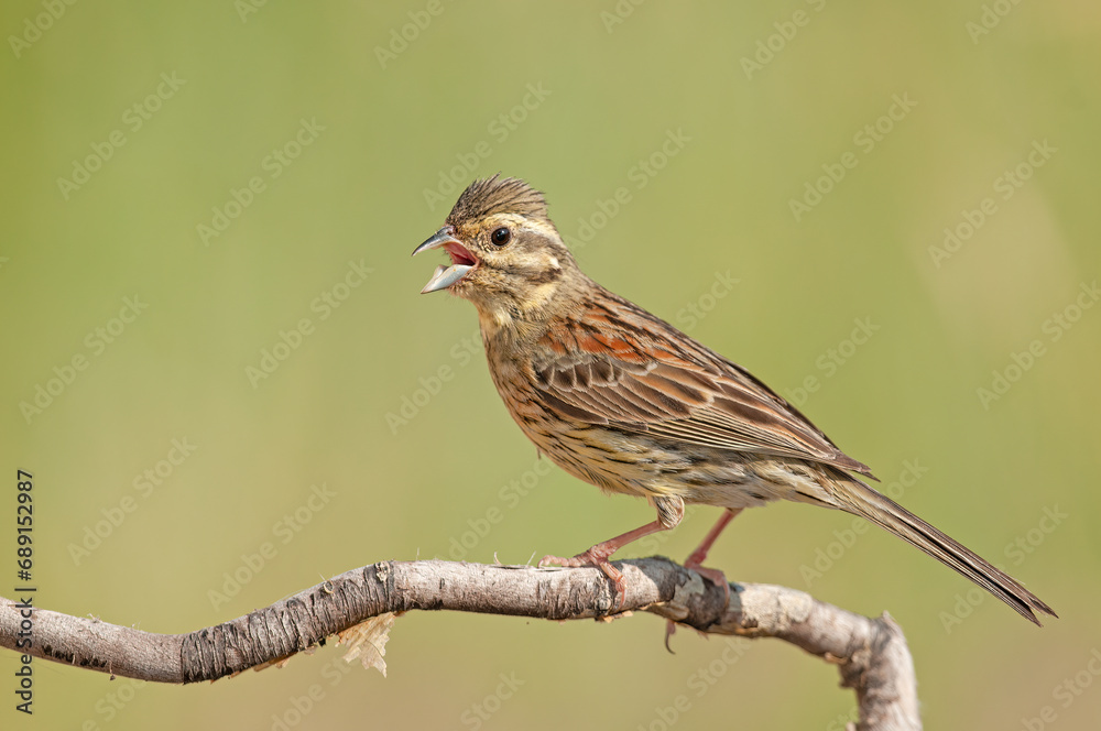 Cirl Bunting (Emberiza cirlus) on a tree branch. Blurred background. Cirl Bunting (Emberiza cirlus) on a tree branch. Blurred background.