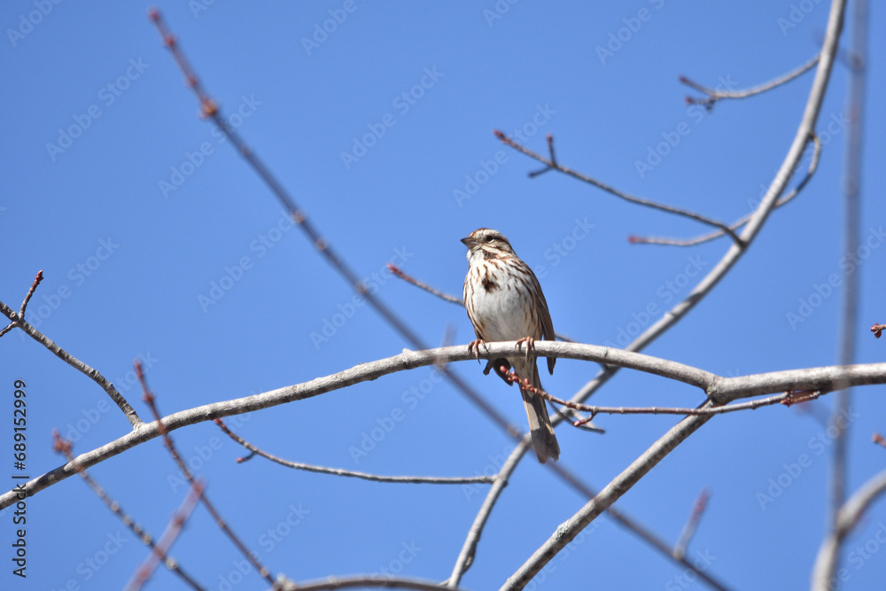 Obraz premium bruant haut perché