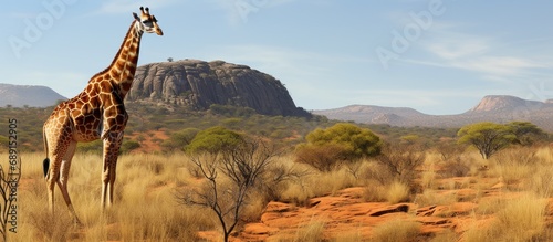 Giraffe panorama in African Savannah with geological butte Entabeni Safari Reserve South Africa Copy space image Place for adding text or design © vxnaghiyev