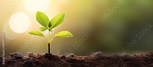 Morning light and green nature background with a young plant symbolizing new life growth ecology business financial progress and Earth Day Copy space image Place for adding text or design