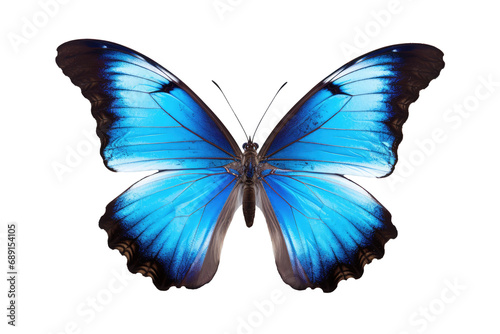 Closeup Portrait Of A Beautiful Blue Butterfly In Flight, Transparent White Background, Png. © Ян Заболотний