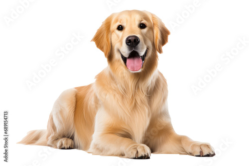 Cute And Friendly Golden Retriever Dog, Transparent White Background, Png. photo