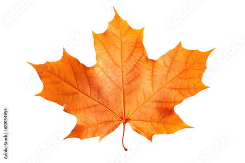 Cutout Of A Colorful Autumn Maple Leaf, Transparent White Background, Png.