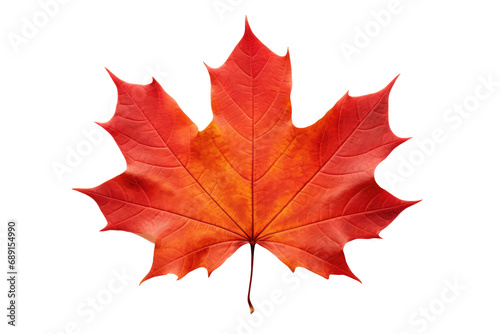 Transparent White Background Cutout Of A Colorful Autumn Maple Leaf  Png.