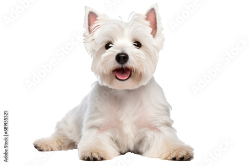 Dog Guarding Food With Aggression, Transparent White Background, Png.