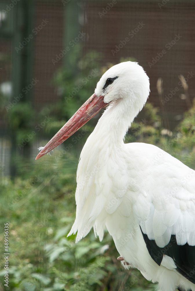 Fototapeta premium コウノトリの横顔