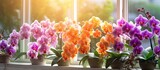 Orchids of various colors bloom as part of a gardening hobby growing indoors on a windowsill Copy space image Place for adding text or design