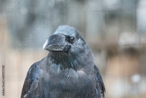 ハシブトガラスの上半身