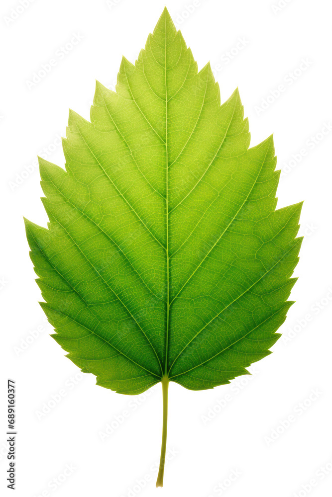 Translucent green leaf on white background Translucent green leaf on white background