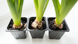 Hyacinth sprouts in small flower pots