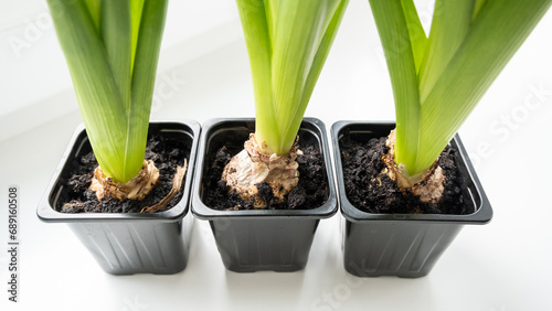 Hyacinth sprouts in small flower pots photo