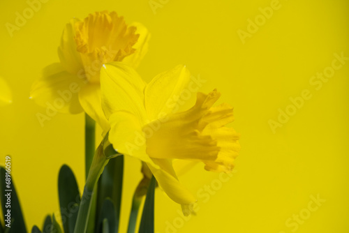 Yellow daffodils on yellow background, bouquet of narcissus flowers