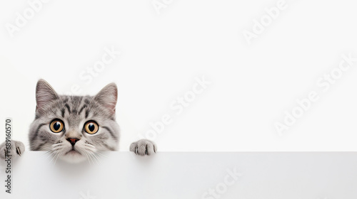 A small white kitten peeks out from under the table