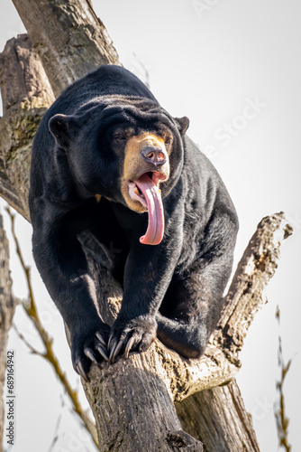 Sun Bear sticking out tongue on tree photo