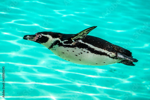 Humboldt Penguin swimming in an aquarium