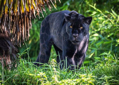 Black Jaguar stalking in grass