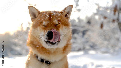 Shiba Inu dog with a fabulous winter forest