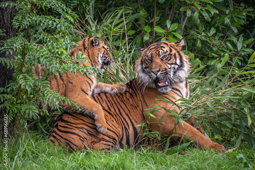 Two Sumatran Tigers play fighting