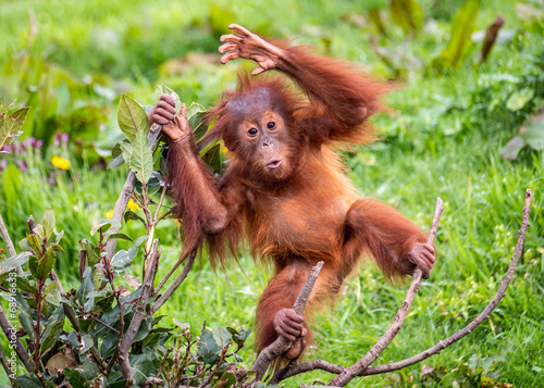 Young Sumatran Orangutan playing