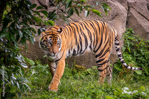 Fototapeta Naklejka Na Ścianę i Meble -  Sumatran Tiger strooling