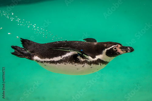 Humboldt Penguin swimming